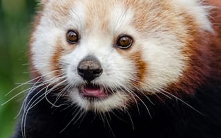 Картинка панда, животное, природа, лес, медвежонок, фото, дикие животные