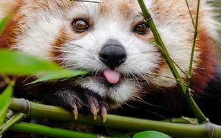 Картинка панда, животное, бamboo, природа, лес, милый, фото