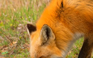 Картинка лисица, природа, водоем, отражение, животные, зеленый, лес