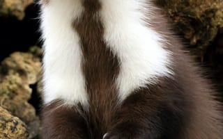 Картинка животное, лес, мартын, природа, дикая природа, фото, обои