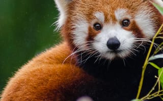 Картинка панда, животные, природа, лес, медвежонок, фото, обои