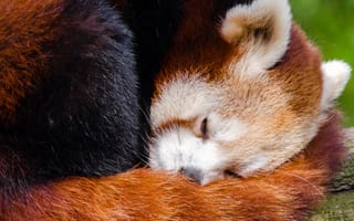 Картинка панда, сон, животное, природа, лес, мягкий, красивый