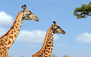 Картинка жирафы, природа, африка, пейзаж, животные, саванна, небо