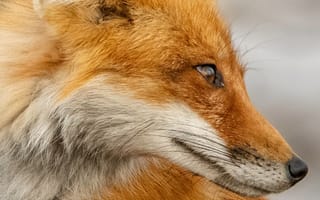 Картинка лисица, животные, природа, дикая природа, фото, обои, млекопитающие