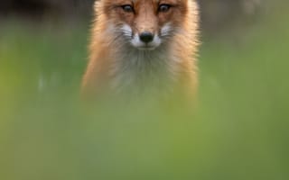 Картинка лисица, природа, дикие животные, фото, зеленый, лес, животное