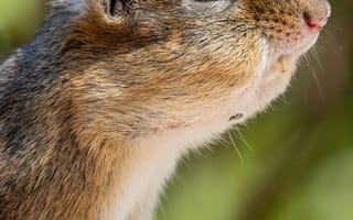 Картинка белка, животное, природа, портрет, фото, дикая природа, глаз