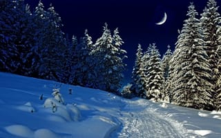 Картинка Снег, ночь, ели, ёлки, месяц