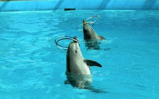 Картинка Дельфины, дельфинарий, артисты, обруч