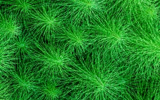 Картинка природа, растение, хвощ, дерево, сосна