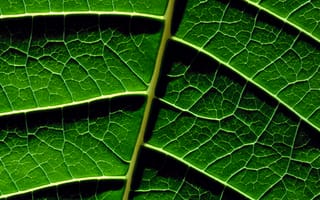 Картинка Листья, Текстура, Green, Зеленый, Зелень