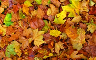 Картинка листья, клен, ковер, осень, цвет