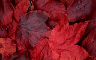 Картинка red, leaves, maple