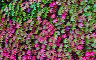 Картинка плющ, листья, цвет, осень