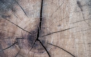 Картинка дерево, текстура