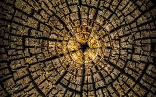 Картинка дерево, текстура