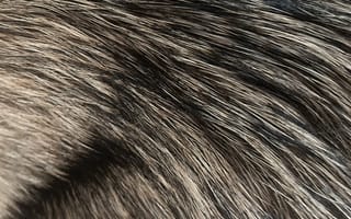 Картинка текстурный, текстурные, текстура, текстуры, фон, пушистый, мохнатый, шерсть, мех