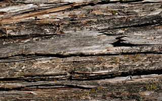 Картинка Кора, текстура, дерево, древесина, дуб