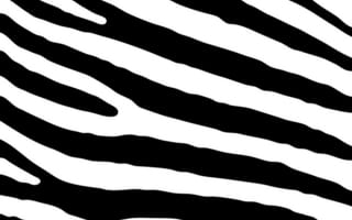 Картинка дизайн, монохромный, зебра, линия, узор