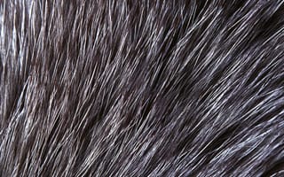 Картинка мех, меховая одежда, кот, морда, Karusloom