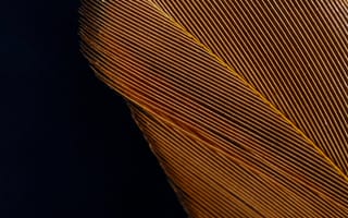 Картинка Макро, Текстура, Полосы, Перо, Текстуры