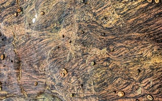 Картинка Ракушки, Улитки, Текстура, Текстуры, Каменный