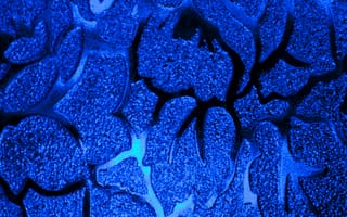 Картинка Абстракция, Листья, Узор, Синий