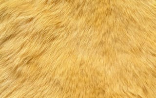 Картинка шкура белого медведя, мех, шкура