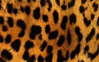 Картинка оранжевый, пятна, шкура, Леопард
