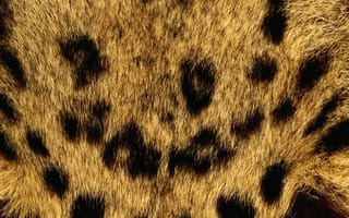 Картинка Мех леопарда