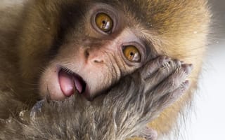 Картинка Wildlife, Japanese macaque, Japan, Jigokudani Monkey Park, snow monkey