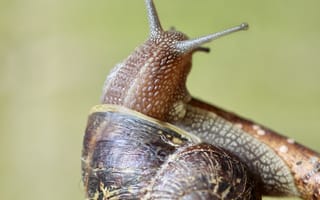 Картинка животные, животное, природа, улитка