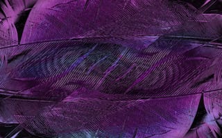 Картинка перо, текстурный, текстурные, текстура, текстуры, макро, крупный план, фиолетовый