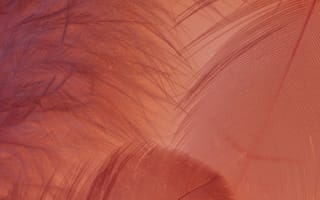 Картинка абстрактный, красный, перья, текстура, цвет