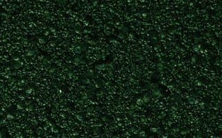 Картинка растения, водоросли, зеленый, текстура