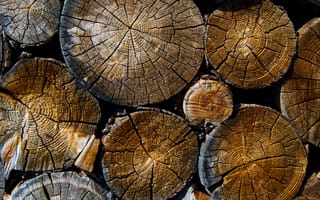 Картинка дерево, растение, разное, древесное растение, продукт, древесина