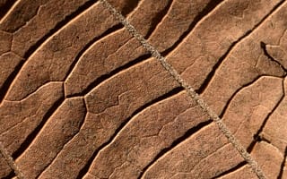 Картинка текстурный, текстурные, текстура, текстуры, макро, крупный план, лист, растение, осень