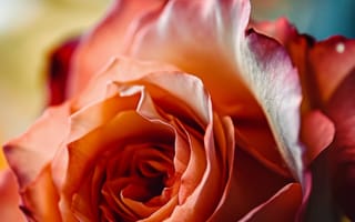 Картинка Роза, цветок, розовый, белый, лепестки, пестрота, двухцветный, растение, боке, сад, цвести, ботанический, природа, крупный план, ИИ искусство
