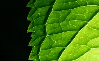 Картинка лист, растение, природа, макро, крупный план, зеленый