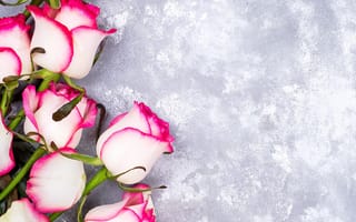 Картинка цветы, розы, beautiful, лепестки, розовые, pink, flowers, white