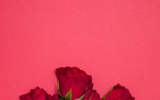 Картинка цветы, розы, red, красные, бутоны, roses, flowers, romantic