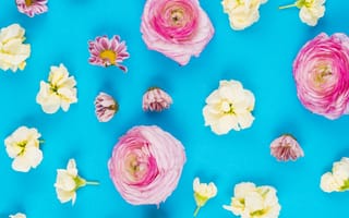 Картинка цветы, белые, white, fresh, pink, бутоны, розы