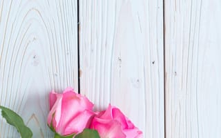Картинка цветы, розы, wood, fresh, розовые, roses, flowers, pink
