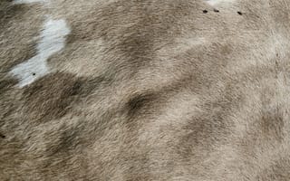 Картинка текстурный, текстурные, текстура, текстуры, шерсть, пятно