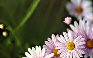Картинка ромашки, лепестки, цветы