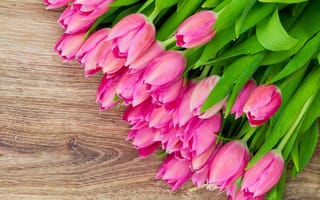 Картинка цветы, тюльпаны, spring, fresh, tulips, flowers, pink