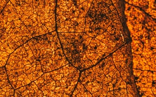 Картинка лист, растение, текстурный, текстурные, текстура, текстуры, макро, крупный план, оранжевый, осень