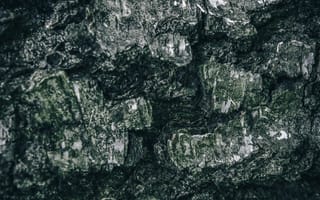 Картинка кора, деревянный, деревянная, текстурный, текстурные, текстура, текстуры