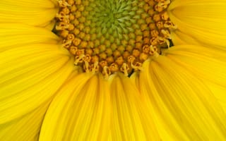 Картинка желтый, цветок, цветы, растение, растения, цветочный, маргаритка