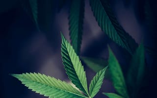 Картинка cannabis, crop, bush, agriculture, culture, dope, buds, bud