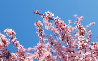 Картинка цветы, весна, природа, вишня, небо, розовый, пейзаж